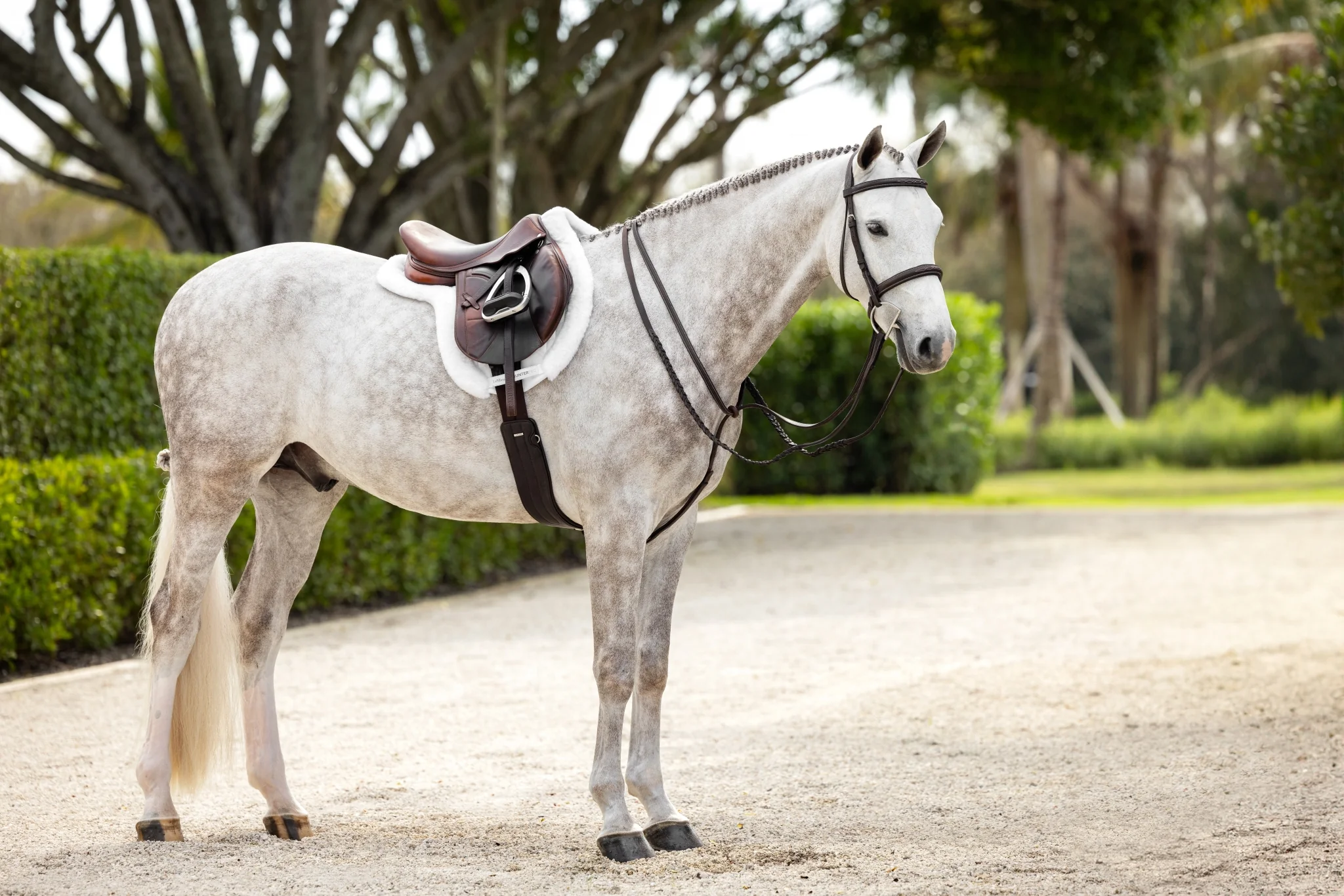 10182-lemieux-merino-prosorb-hunter-saddle-pad-2.webp Lemieux Merino+ ProSorb Hunter Saddle Pad