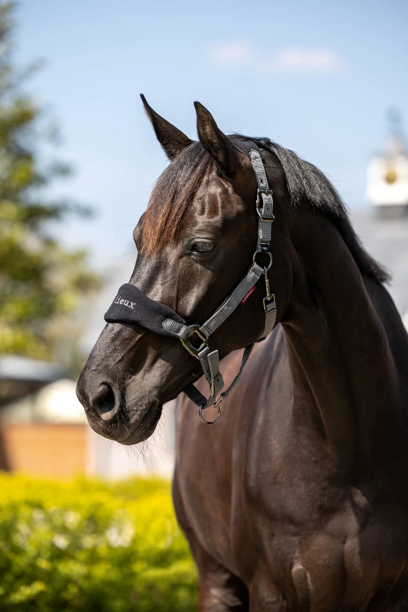 Lemieux Vogue Halter & Leadrope