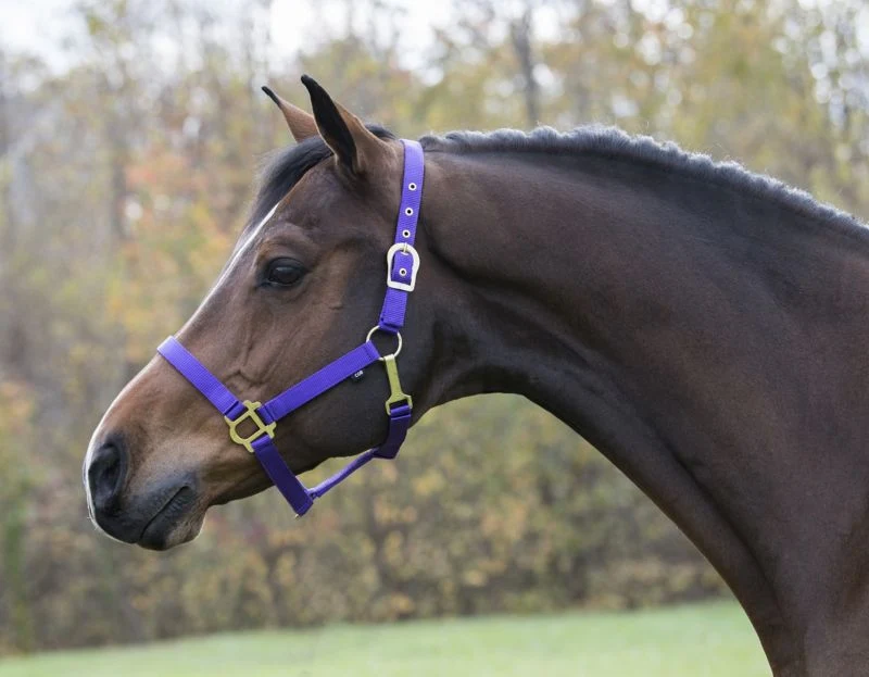 Gatsby Classic Nylon Halter/Snap
