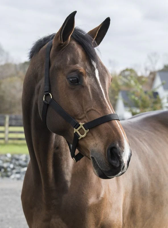 Gatsby Classic Nylon Halter/Snap