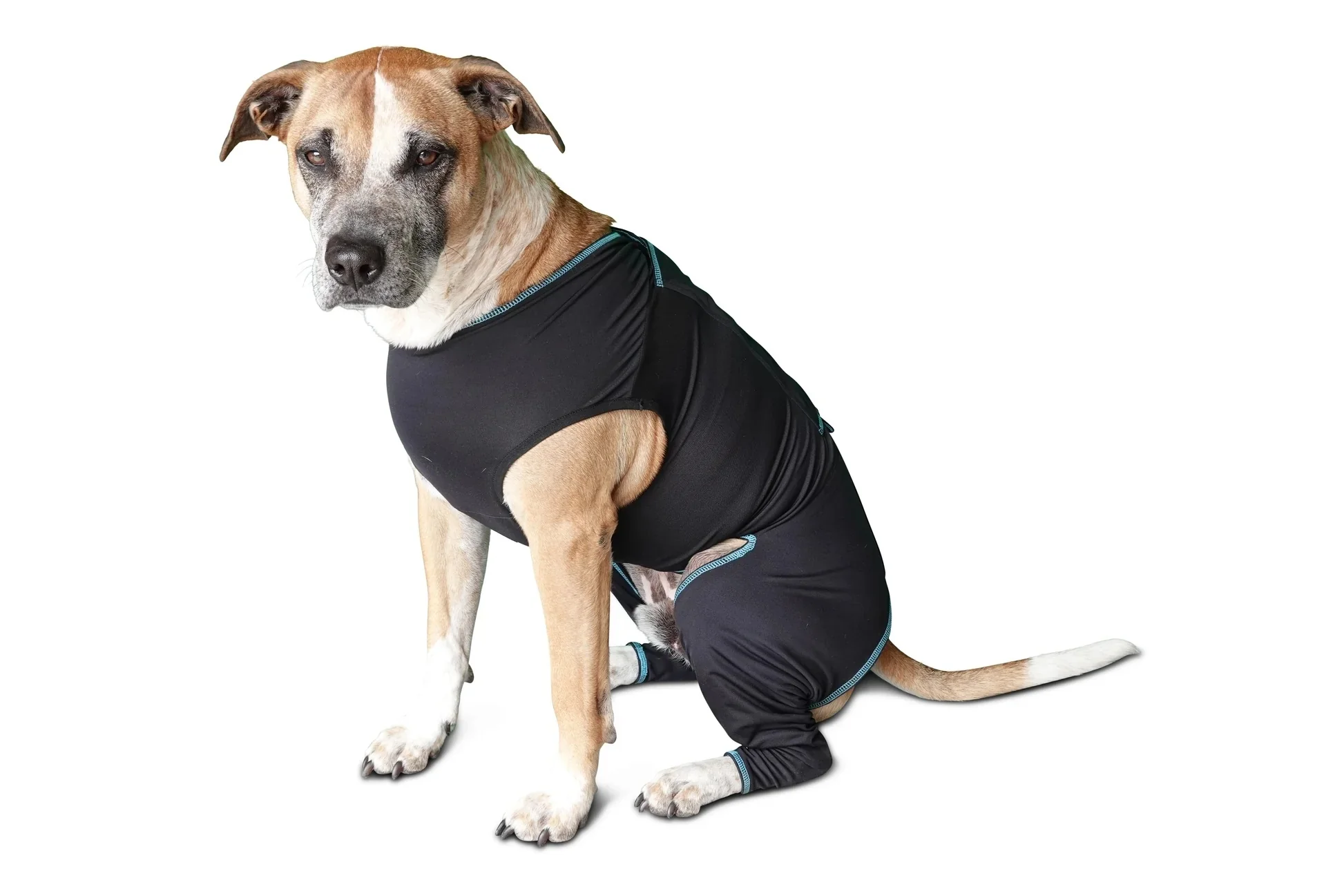 BeneFab Canine Comfort Suit