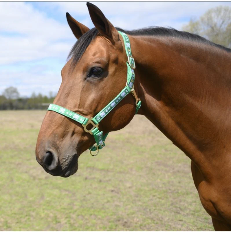 18364-4-h-classic-adjustable-nylon-halter-with-snap-2.webp 4-H Classic Adjustable Nylon Halter with Snap