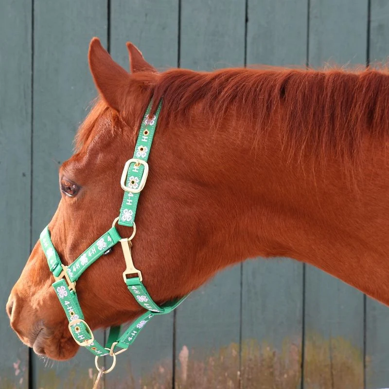 18364-4-h-classic-adjustable-nylon-halter-with-snap-3.webp 4-H Classic Adjustable Nylon Halter with Snap