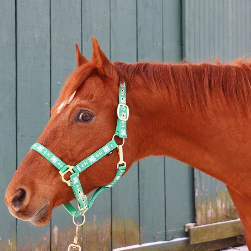 18364-4-h-classic-adjustable-nylon-halter-with-snap-4.webp 4-H Classic Adjustable Nylon Halter with Snap