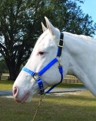 Adjustable Halter with Leather Crown Yearling Blk