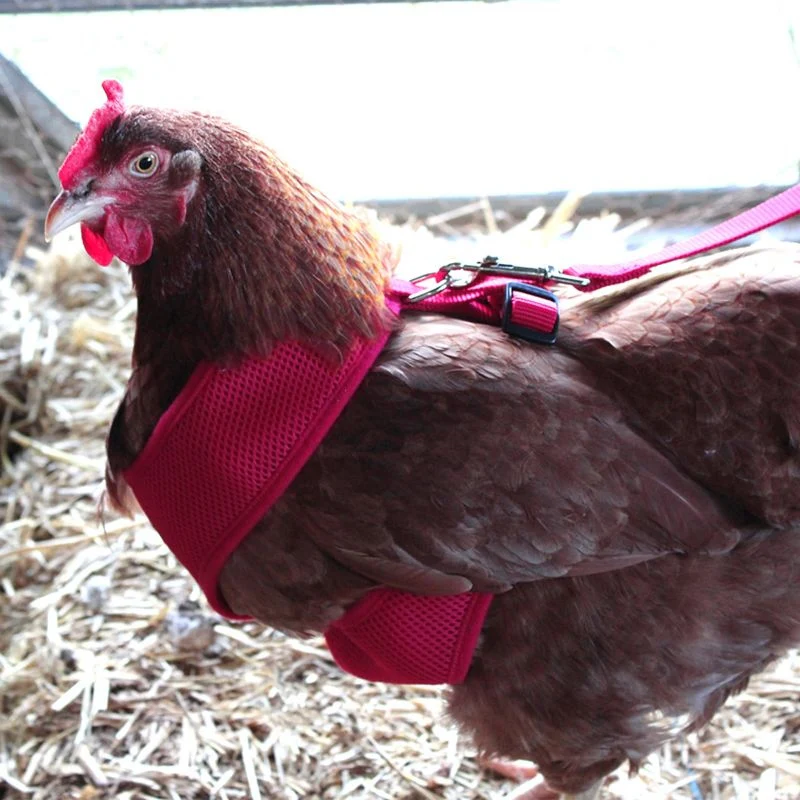 18890-adjustable-mesh-chicken-harness-3.webp Adjustable Mesh Chicken Harness