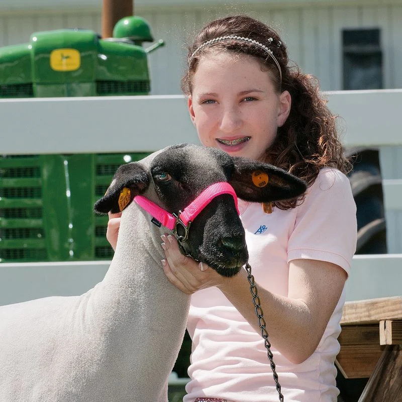 Adjustable Sheep Halter Graphite Hardware