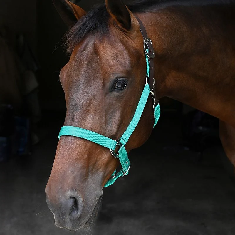 4398-gatsby-nylon-breakaway-halter-17.webp Gatsby Nylon Breakaway Halter