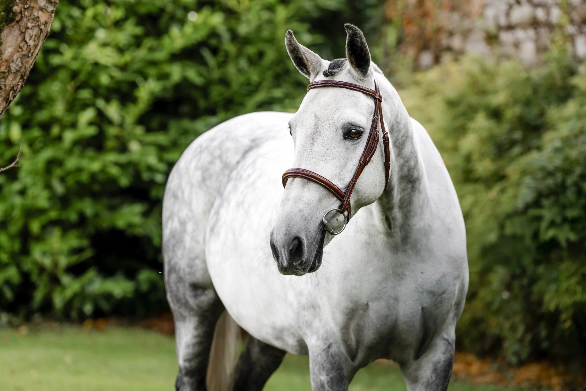 5215-horseware-hunter-cavesson-bridle-1.webp Horseware Hunter Cavesson Bridle