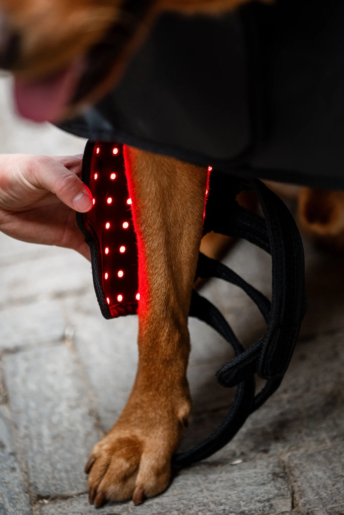 Horseware LED Red Light Therapy Pet Leg Wrap