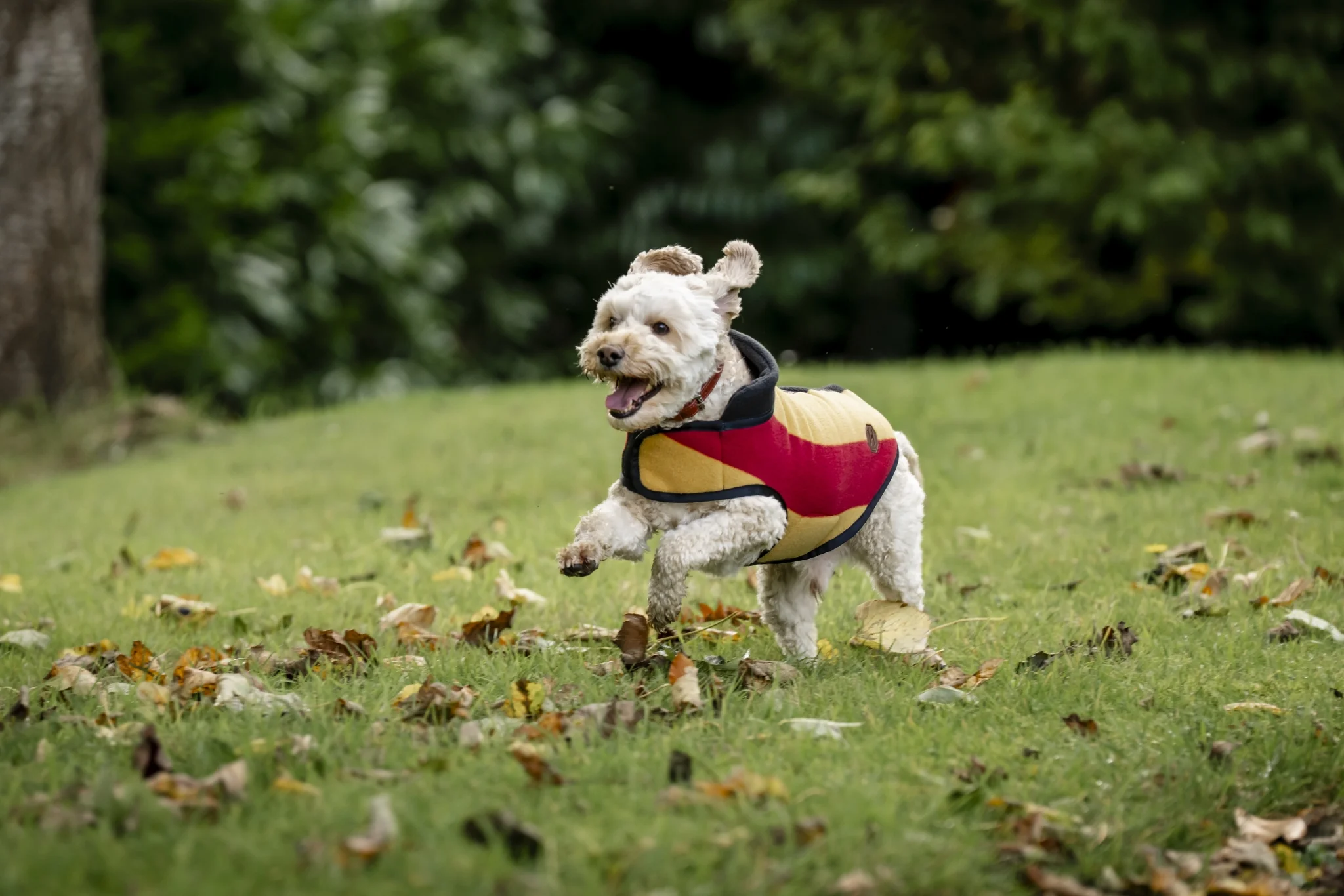5353-horseware-newmarket-dog-fleece-4.webp Horseware Newmarket Dog Fleece
