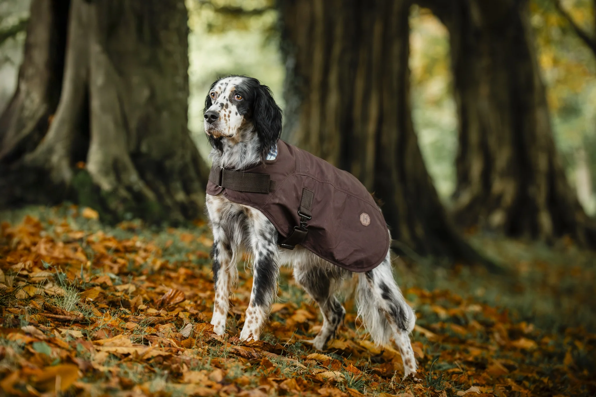 Horseware Newmarket Heritage Dog Coat