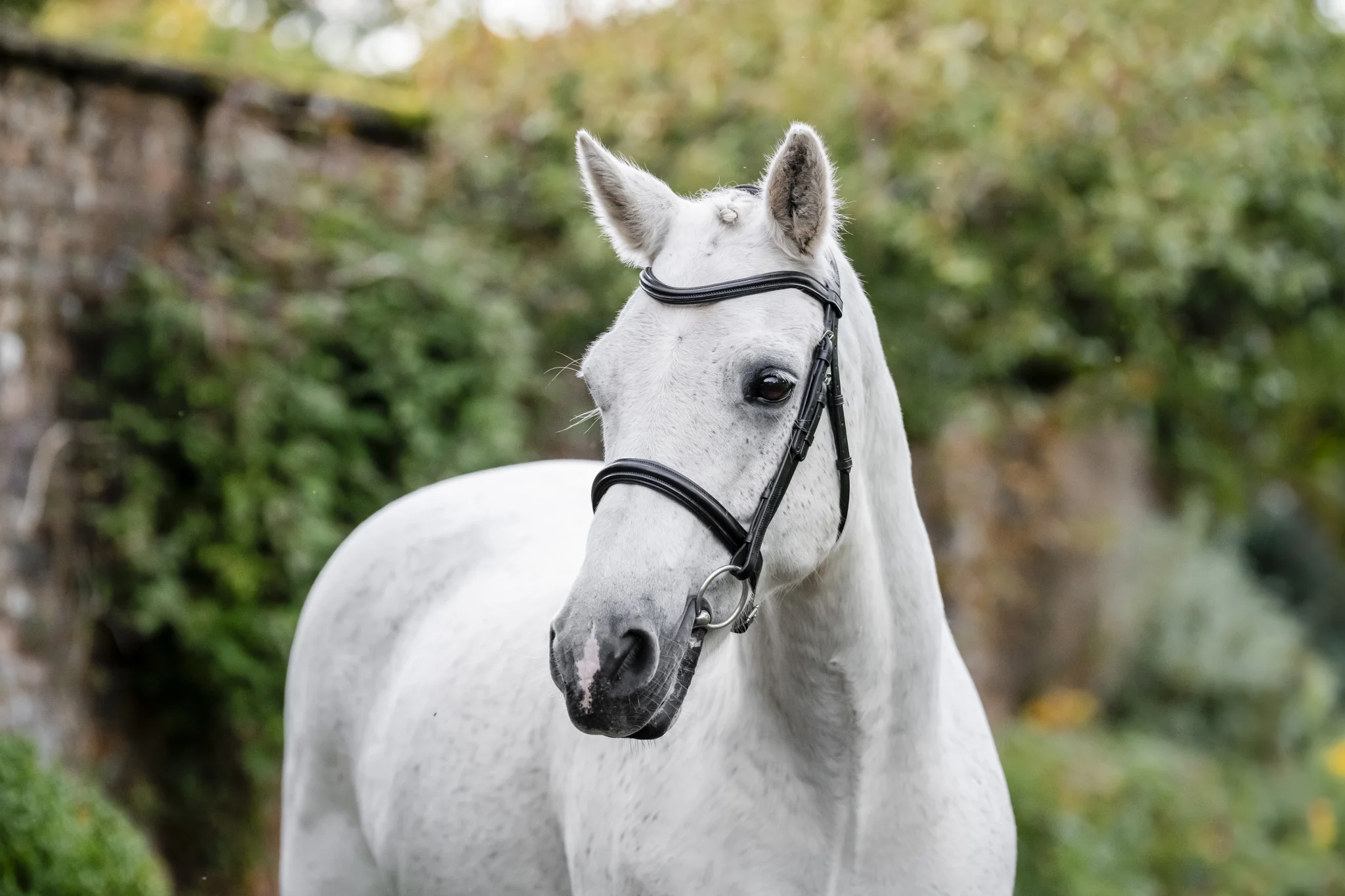5563-horseware-pony-cavesson-bridle-1.webp Horseware Pony Cavesson Bridle