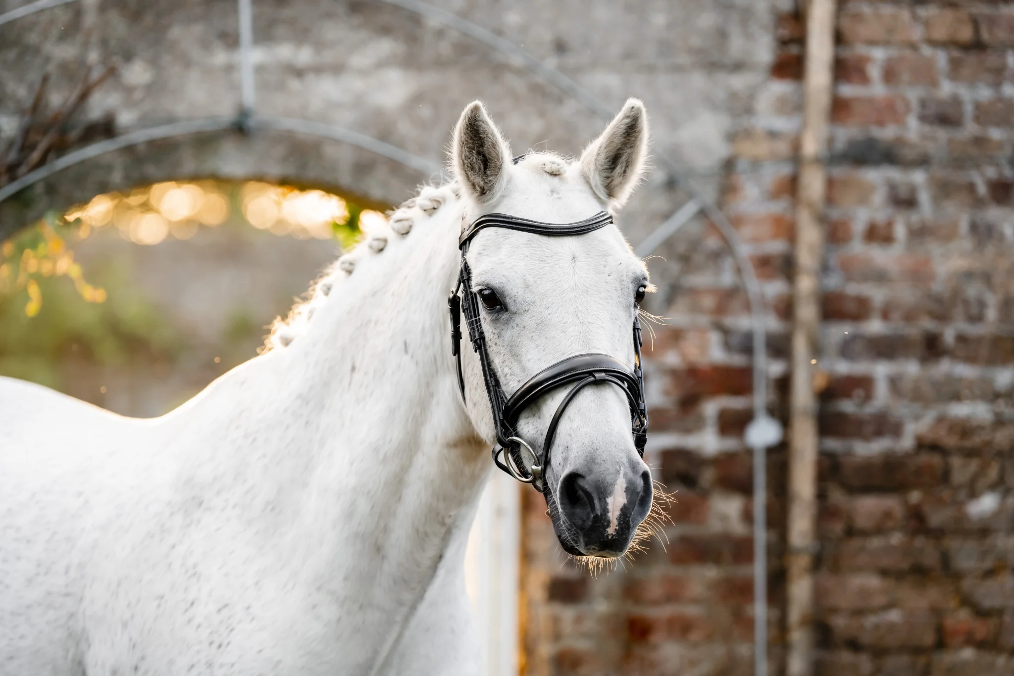 5574-horseware-pony-flash-bridle-1.webp Horseware Pony Flash Bridle