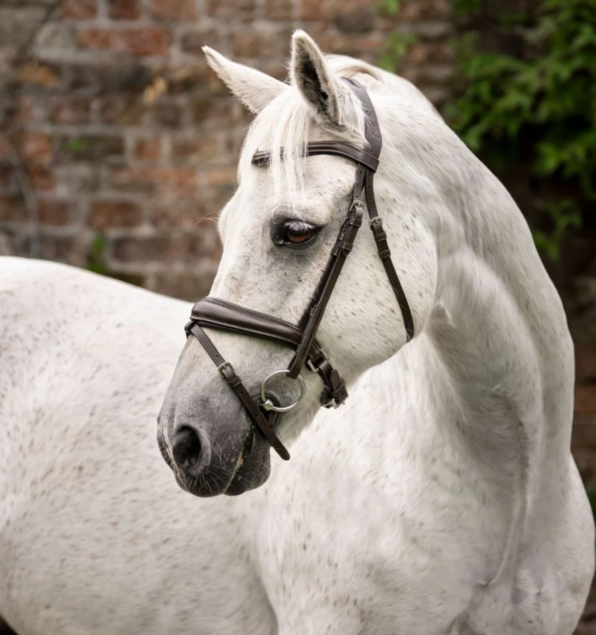 Horseware Pony Flash Bridle