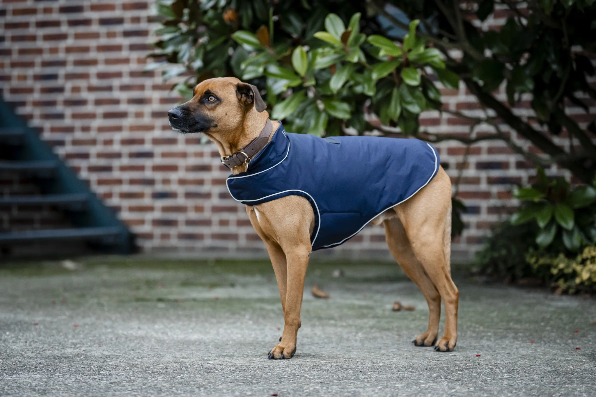 5599-horseware-signature-dog-rain-coat-100g-1.webp Horseware Signature Dog Rain Coat 100g