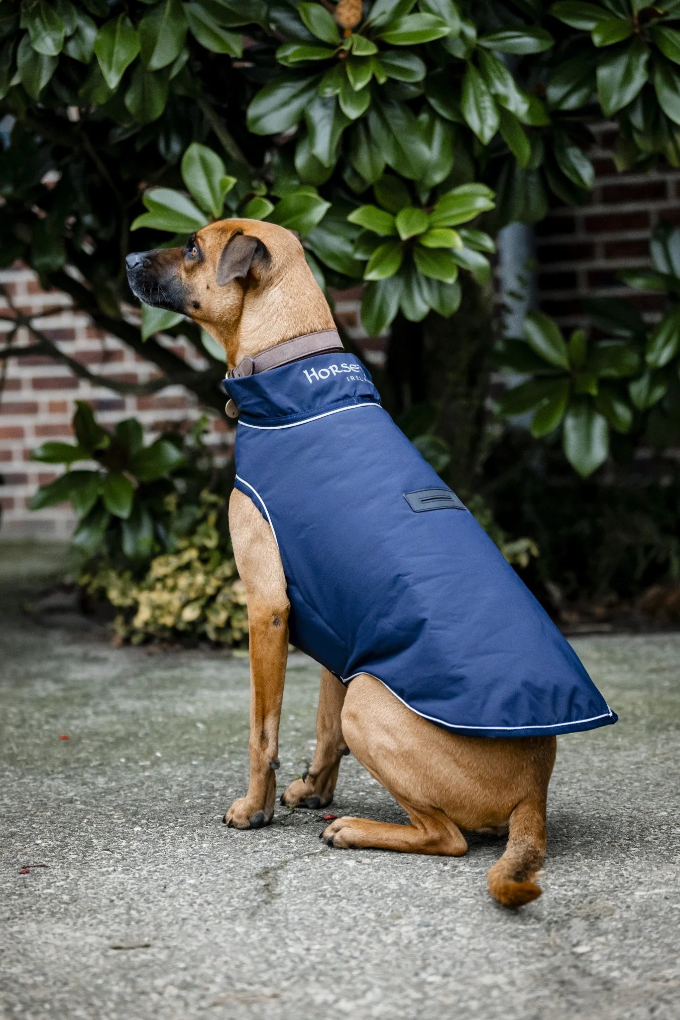 5599-horseware-signature-dog-rain-coat-100g-2.webp Horseware Signature Dog Rain Coat 100g