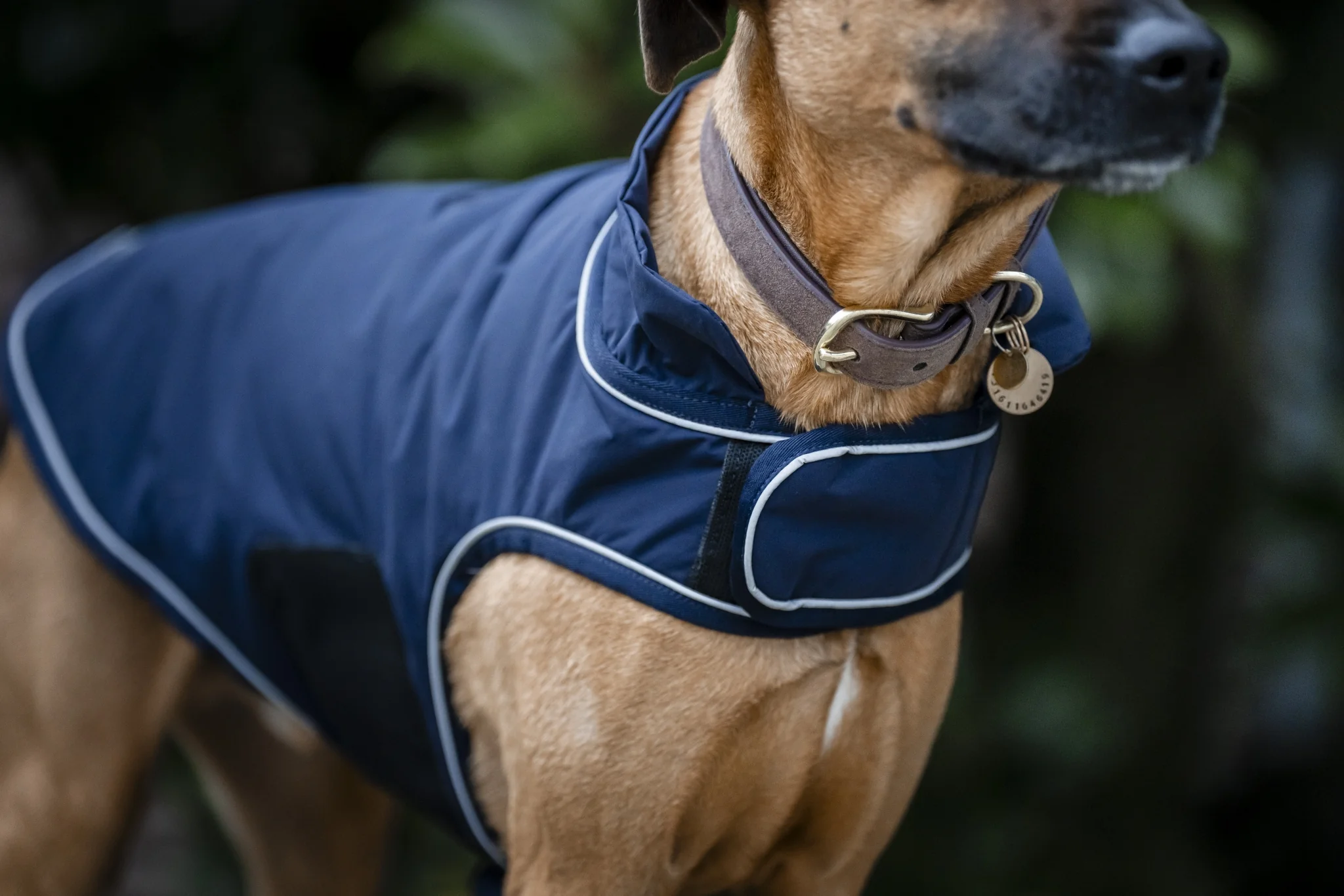5599-horseware-signature-dog-rain-coat-100g-3.webp Horseware Signature Dog Rain Coat 100g