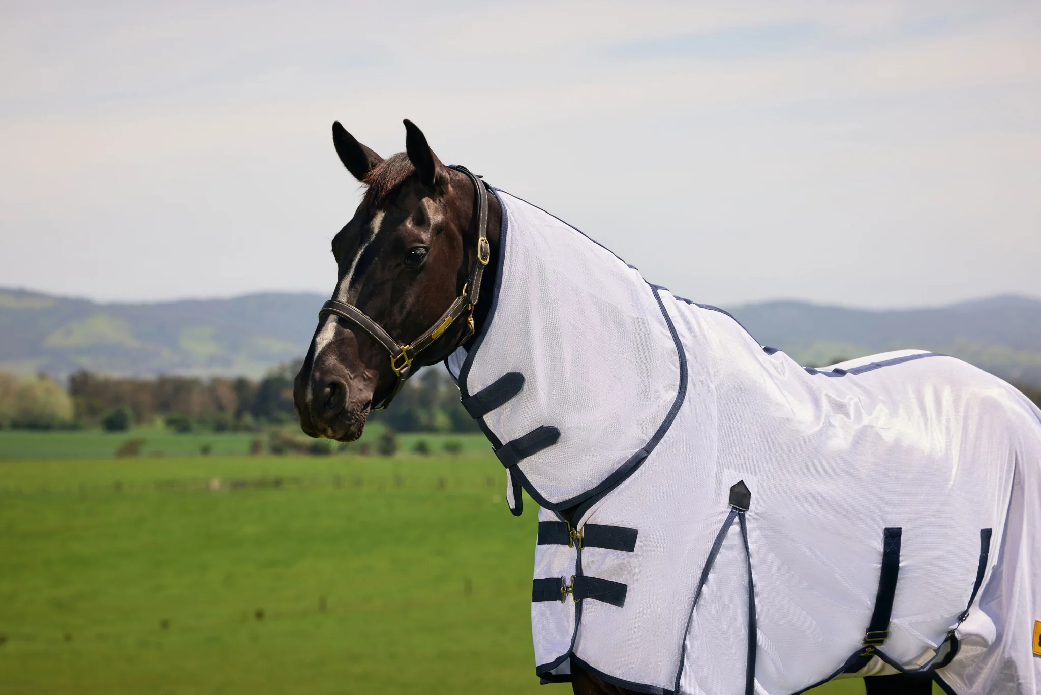 6228-saxon-mesh-combo-neck-fly-sheet-10.webp Saxon Mesh Combo Neck Fly Sheet