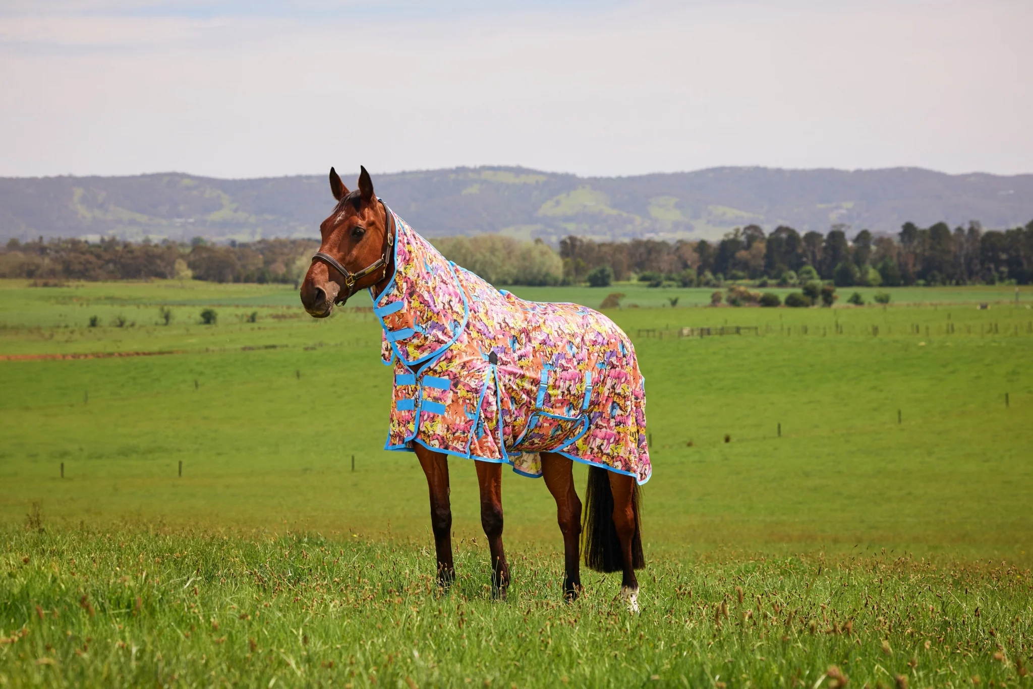 6228-saxon-mesh-combo-neck-fly-sheet-13.webp Saxon Mesh Combo Neck Fly Sheet