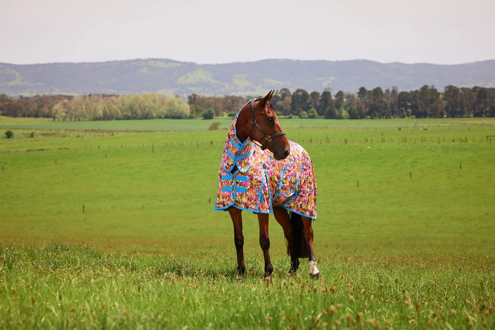 6228-saxon-mesh-combo-neck-fly-sheet-14.webp Saxon Mesh Combo Neck Fly Sheet