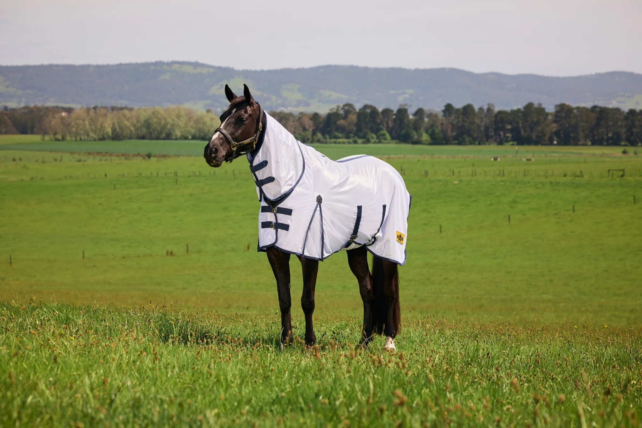 6228-saxon-mesh-combo-neck-fly-sheet-6.webp Saxon Mesh Combo Neck Fly Sheet