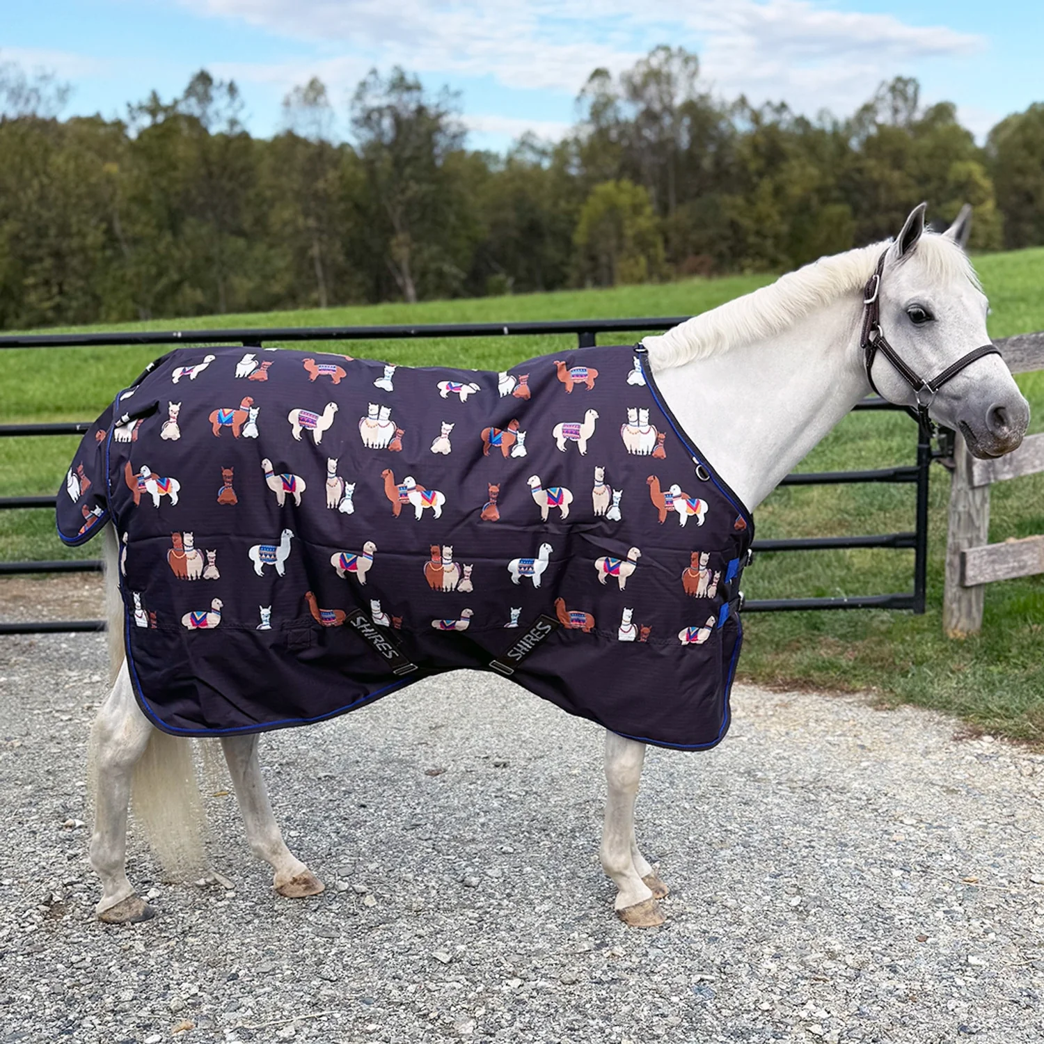 Shires Mini Highlander 200g TO