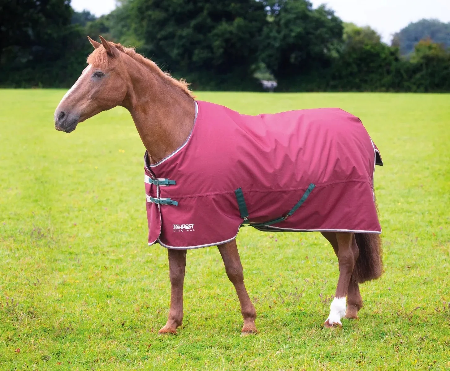 Shires Tempest Original 200g TO