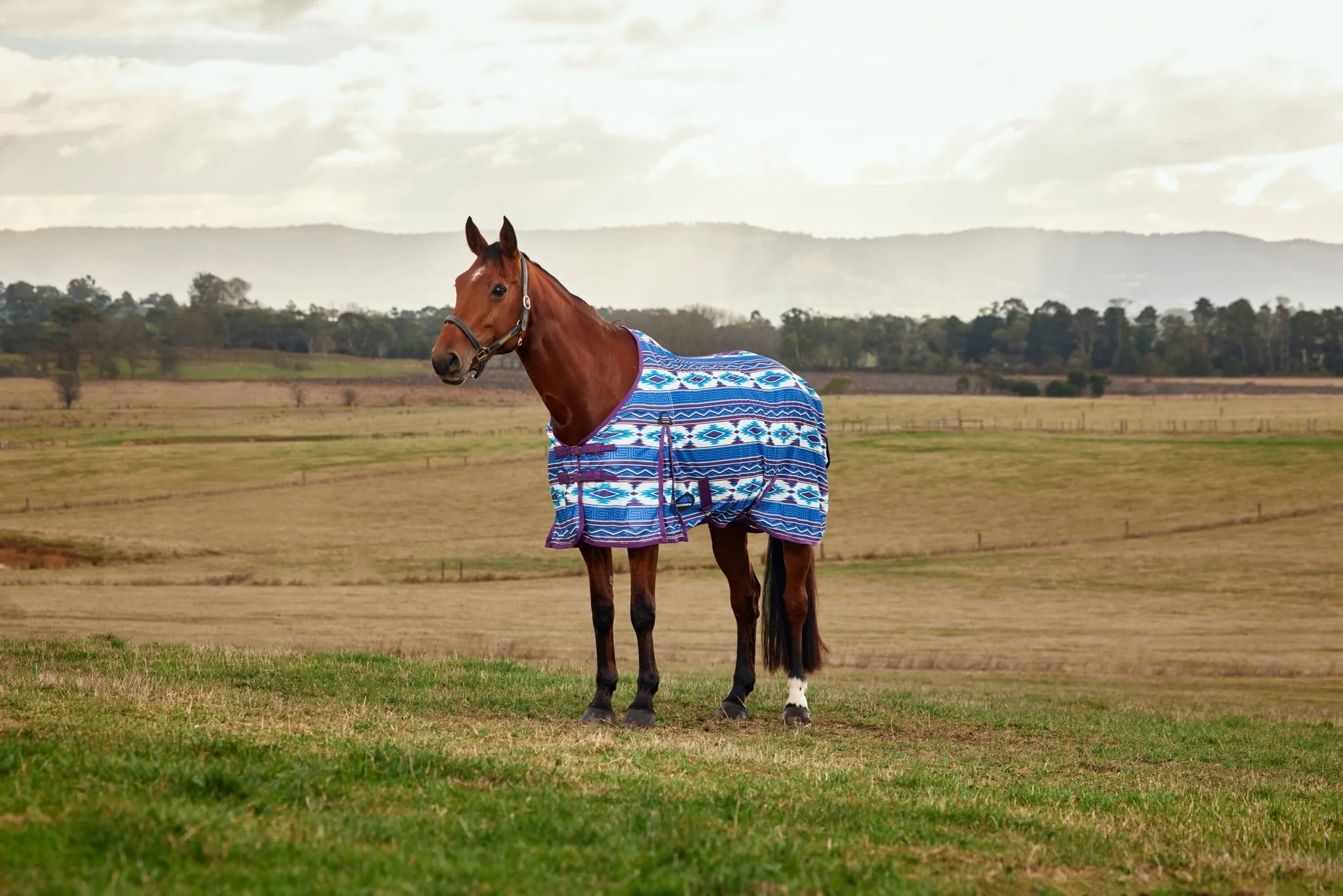 9477-weatherbeeta-comfitec-essential-fly-sheet-7.webp Weatherbeeta ComFiTec Essential Fly Sheet
