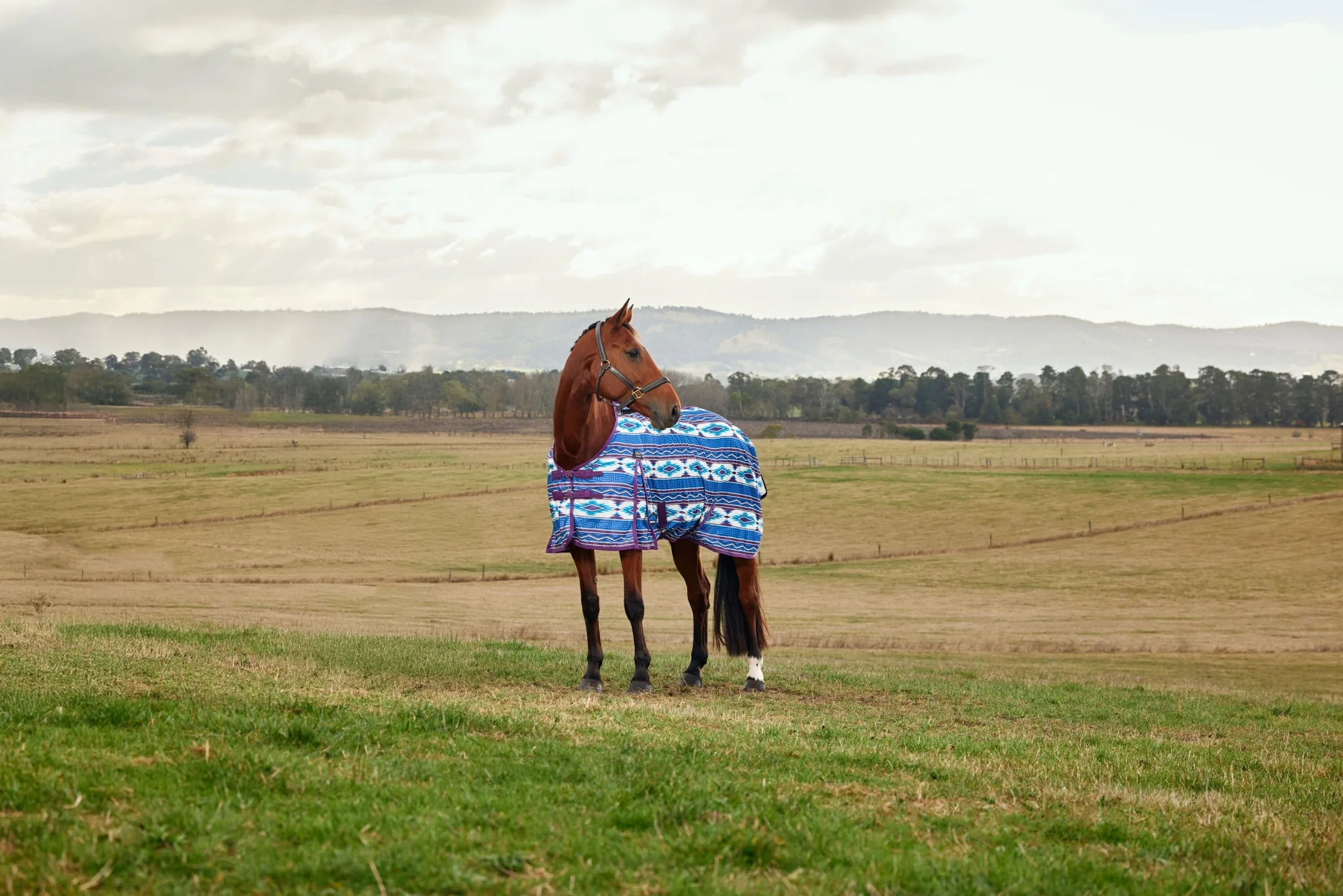 9477-weatherbeeta-comfitec-essential-fly-sheet-8.webp Weatherbeeta ComFiTec Essential Fly Sheet